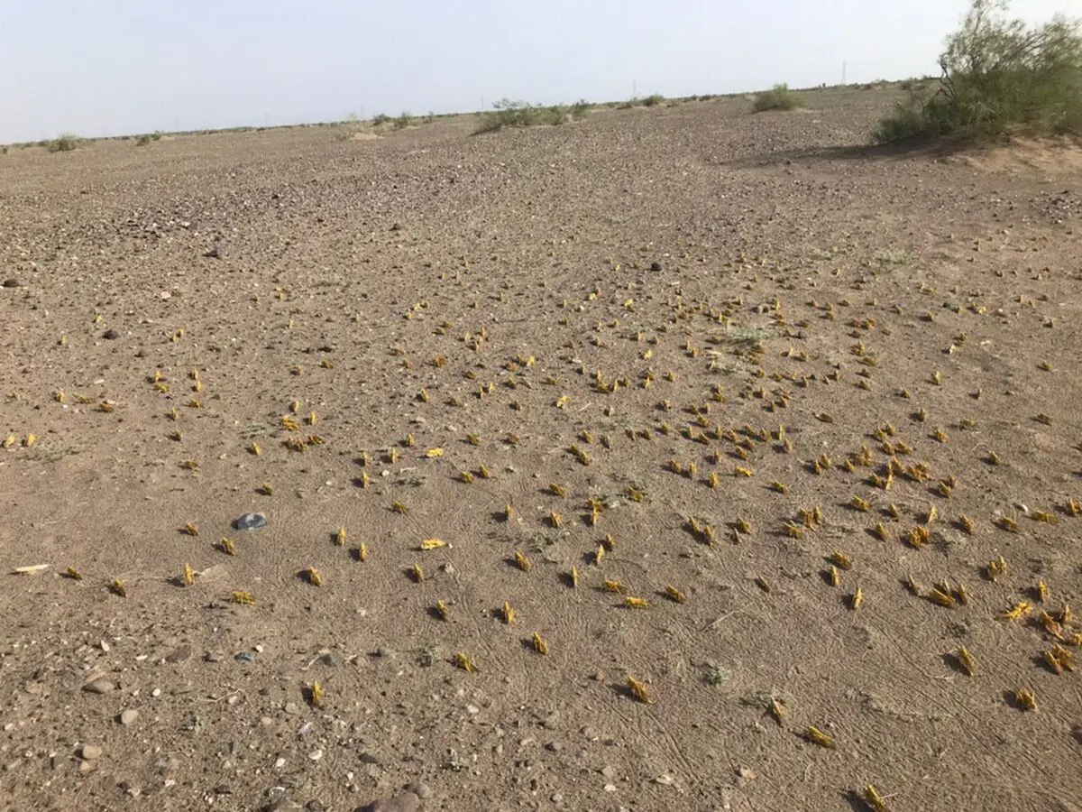 سمپاشی بیش از 50 هزار هکتار از مراتع  سیستان وبلوچستان  