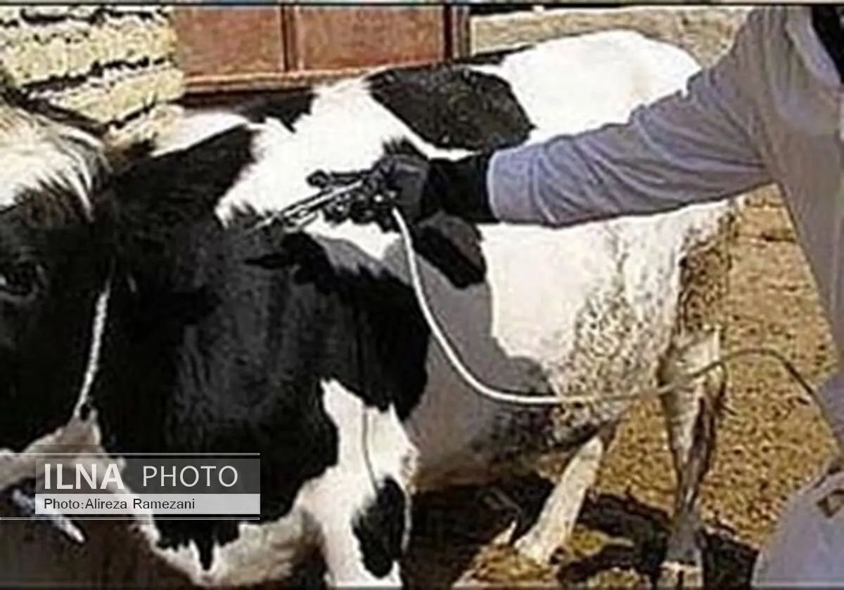 خطر ابتلا به بیماری‌های مهلک دامی در اثر استفاده از گوشت غیربهداشتی