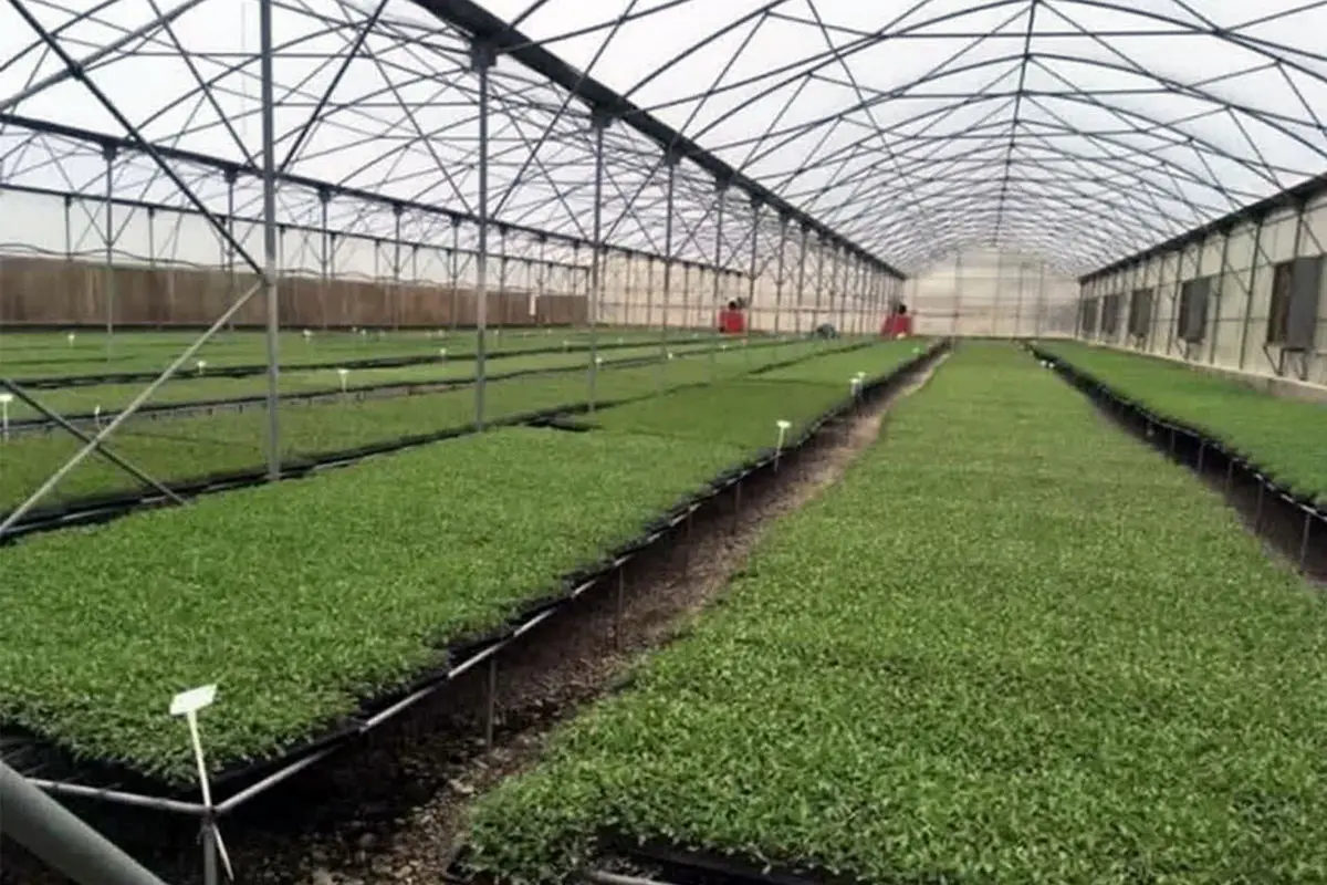 کشت نشایی در 9 هزار هکتار از اراضی زراعی آبی استان قزوین اجرا می‌شود