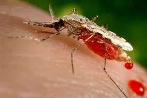 رصد نقاط مستعد تکثیر پشه آئدس در جزیره کیش / مهار کامل این پشه مهاجم نیازمند مشارکت فعالانه شهروندان است