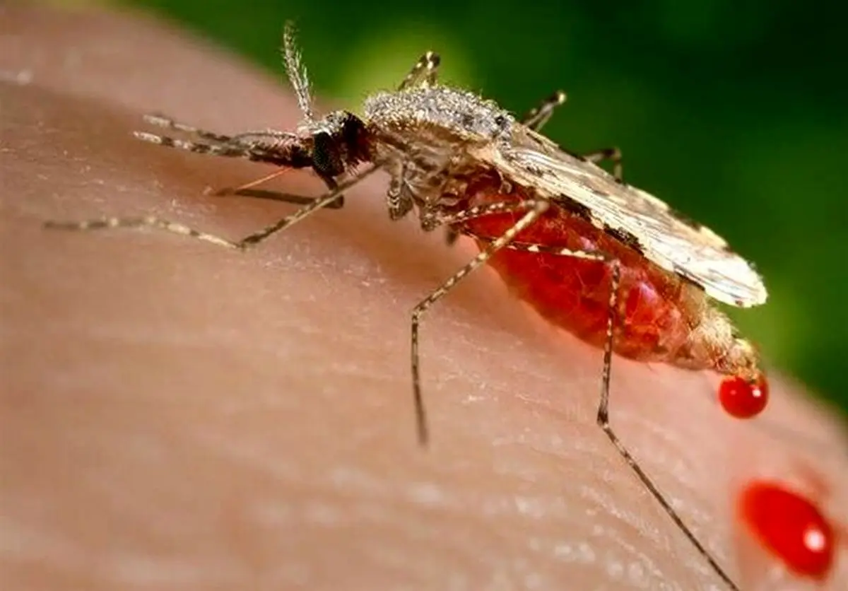 رصد نقاط مستعد تکثیر پشه آئدس در جزیره کیش / مهار کامل این پشه مهاجم نیازمند مشارکت فعالانه شهروندان است