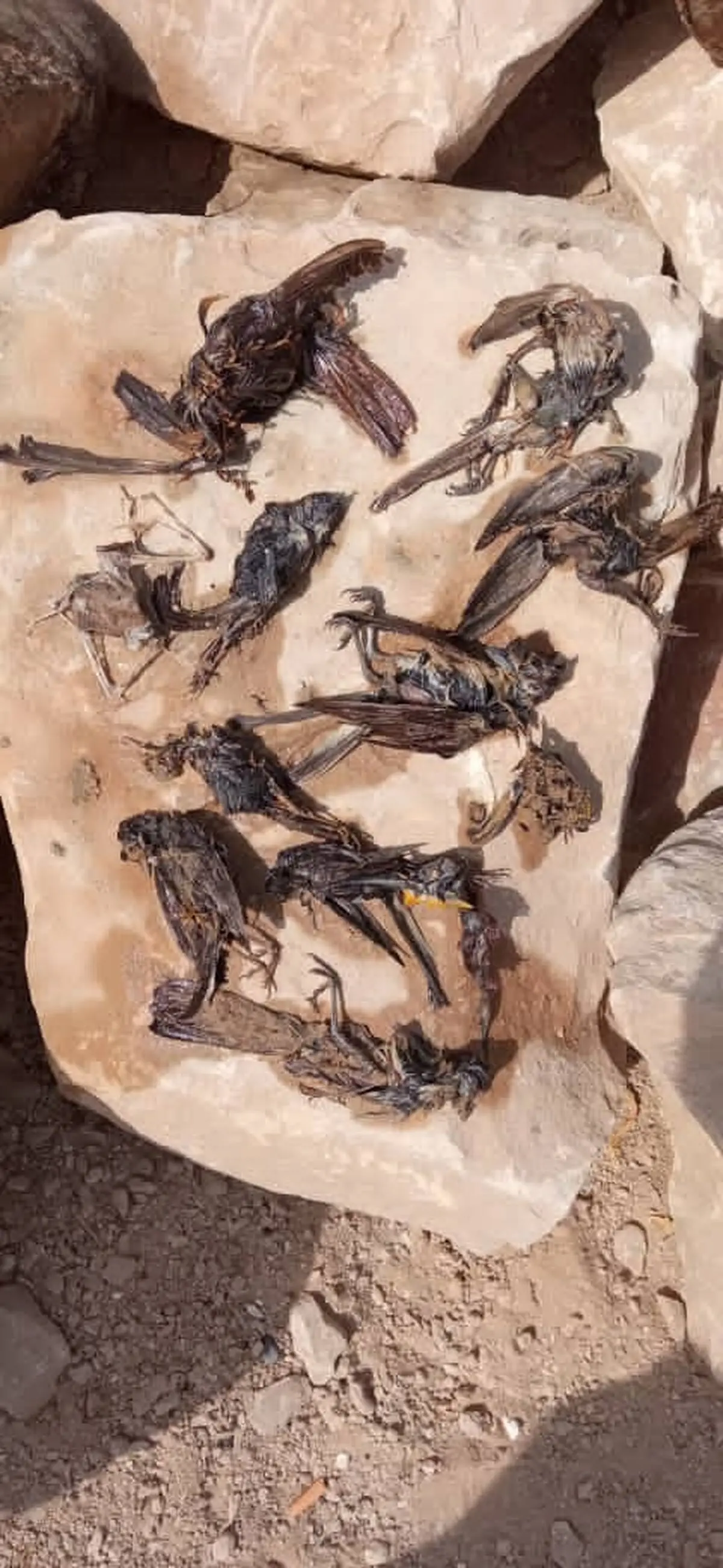 مرگ مشکوک تعدادی از پرندگان در ساحل گناوه / یک مقام مسئول: بررسی می‌کنیم