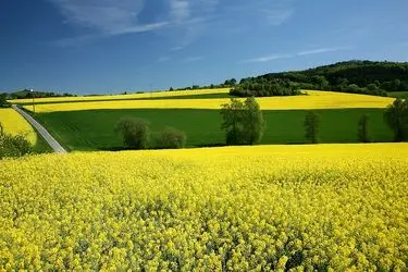 خرید توافقی ۹۴۰۰ تن کلزا از کشاورزان گلستان