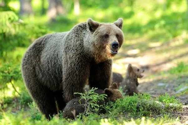 یک قلاده خرس قهوه‌ای در سوادکوه کشته شد
