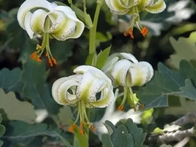 «سوسن چلچراغ»