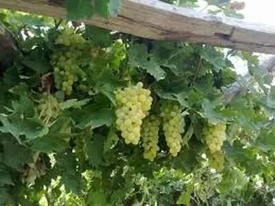برداشت انگور در ۳۲ هکتار از باغات شهرستان بدره آغاز شد