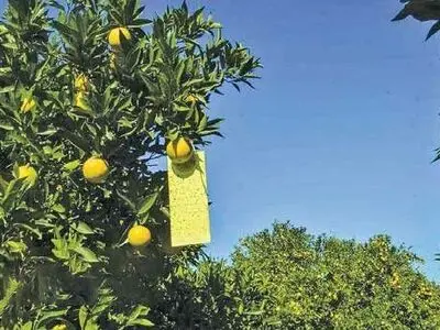 توزیع بسته‌های حمایتی برای مبارزه با مگس مدیترانه‌ای در باغ‌های گلستان