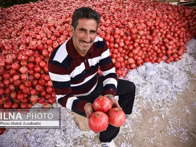 آغاز فصل برداشت انار در روستای محمود آباد