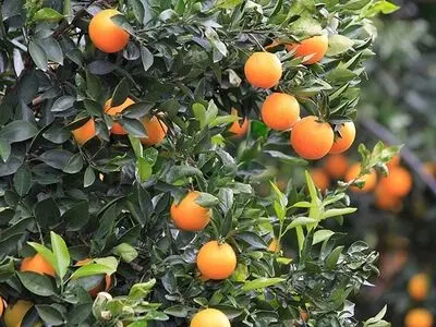 صادرات ۱۰ هزارتن مرکبات از گمرکات مازندران