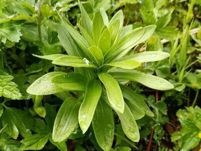 شمارش بیش از هزار بوته «سوسن چلچراغ» در شهرستان رودبار
