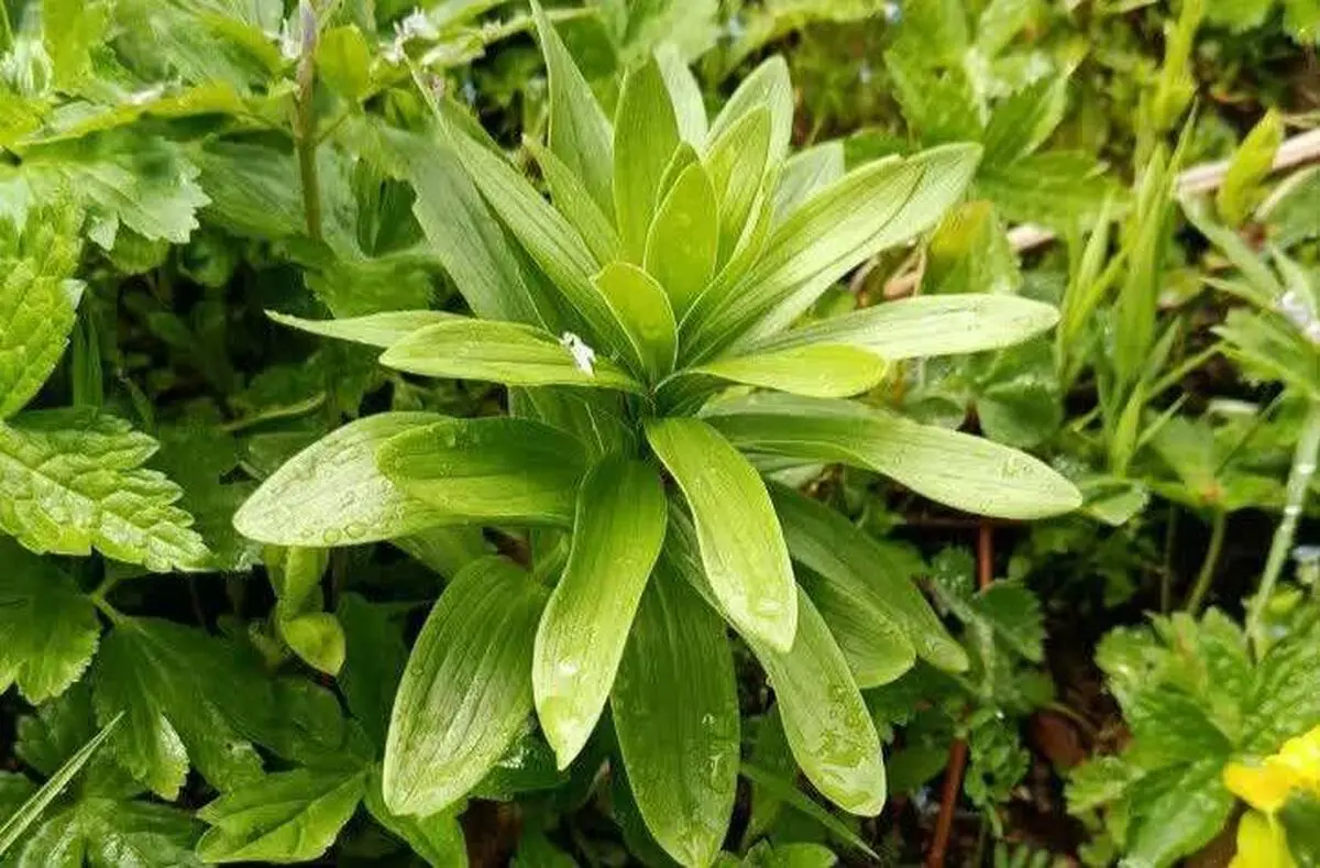 شمارش بیش از هزار بوته «سوسن چلچراغ» در شهرستان رودبار