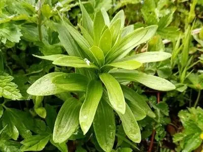شمارش بیش از هزار بوته «سوسن چلچراغ» در شهرستان رودبار