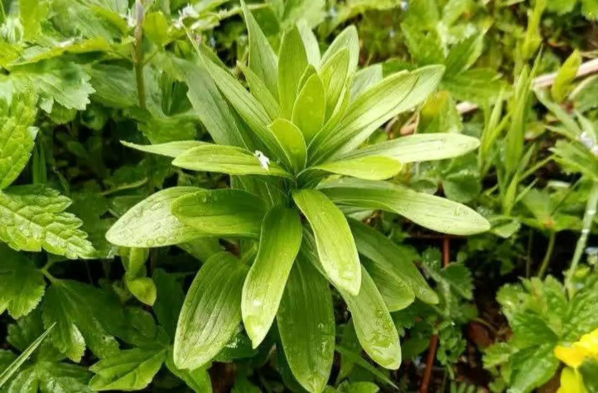 شمارش بیش از هزار بوته «سوسن چلچراغ» در شهرستان رودبار