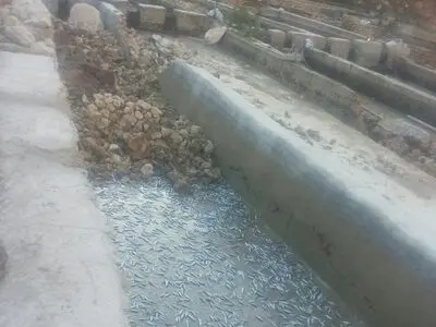 اقدامات سازمان دامپزشکی کشور در زلزله استان کرمانشاه