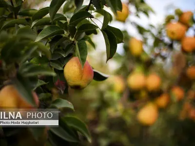 ویدئو/ برداشت گلابی از باغات چناران