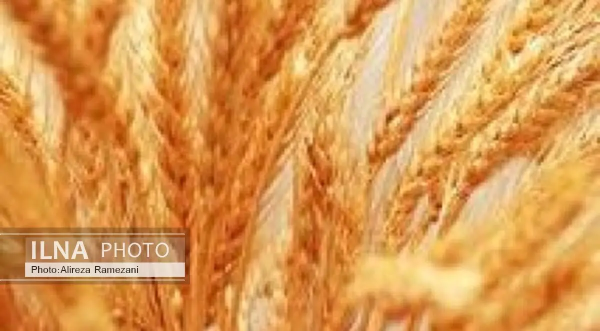 حدود ۶۰ هزار هکتار از اراضی بوکان به زیر کشت گندم پاییزه رفت