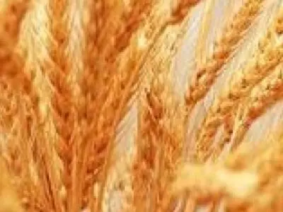 حدود ۶۰ هزار هکتار از اراضی بوکان به زیر کشت گندم پاییزه رفت