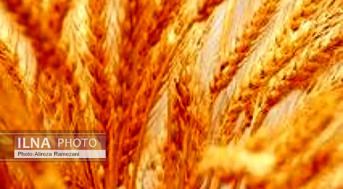 حدود ۶۰ هزار هکتار از اراضی بوکان به زیر کشت گندم پاییزه رفت