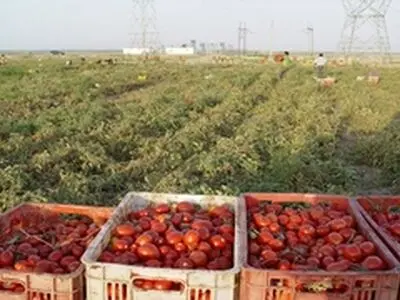 بیش از ۱۱۰ هزار تن گوجه فرنگی در مرند برداشت شد