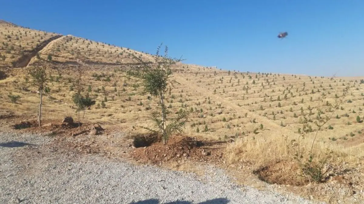 ایجاد ۴۹ هکتار درختکاری در سراب قنبر کرمانشاه 