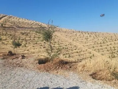 ایجاد ۴۹ هکتار درختکاری در سراب قنبر کرمانشاه 
