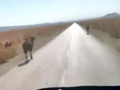 شترهای خطرناک + فیلم