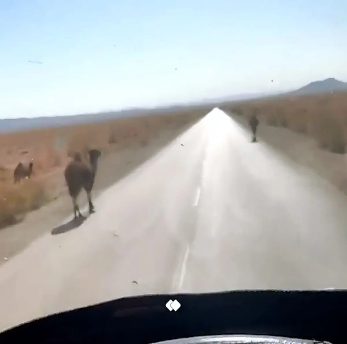 شترهای خطرناک + فیلم