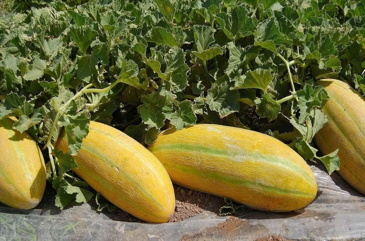 کاهش 70 درصدی سطح زیر کشت جالیزهای سمنان