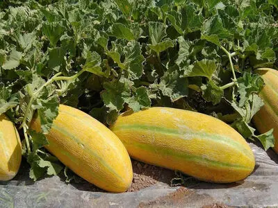 کاهش 70 درصدی سطح زیر کشت جالیزهای سمنان