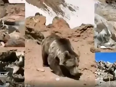 محیط‌ زیست اردبیل: به خرس قهوه‌ای سبلان غذا ندهید؛ رفتار خرس به‌ هیچ‌ وجه قابل پیش‌بینی نیست + فیلم