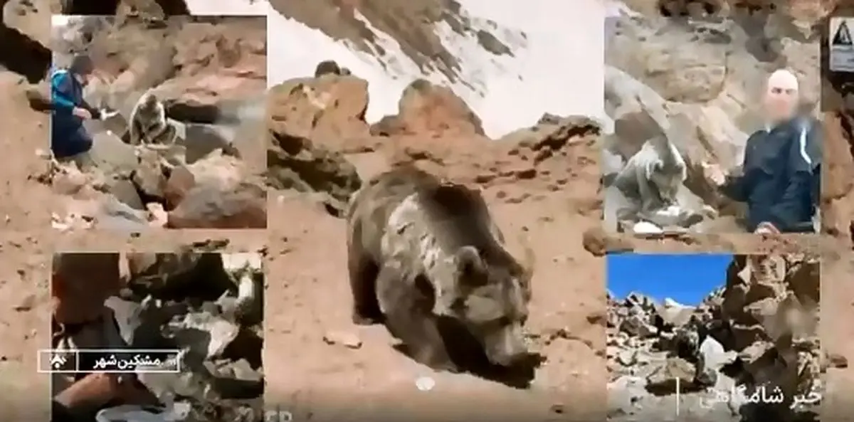 محیط‌ زیست اردبیل: به خرس قهوه‌ای سبلان غذا ندهید؛ رفتار خرس به‌ هیچ‌ وجه قابل پیش‌بینی نیست + فیلم