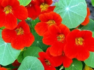 خواص دارویی گل لادن 