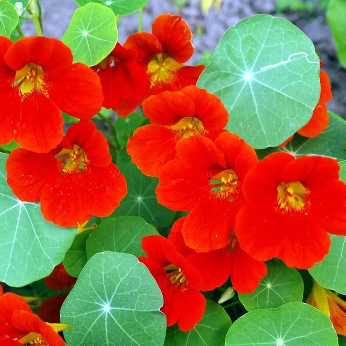 خواص دارویی گل لادن 