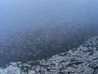 مرگ میلیون ها قطعه ماهی در بستر رودخانه کُر به دلایل نامعلوم 