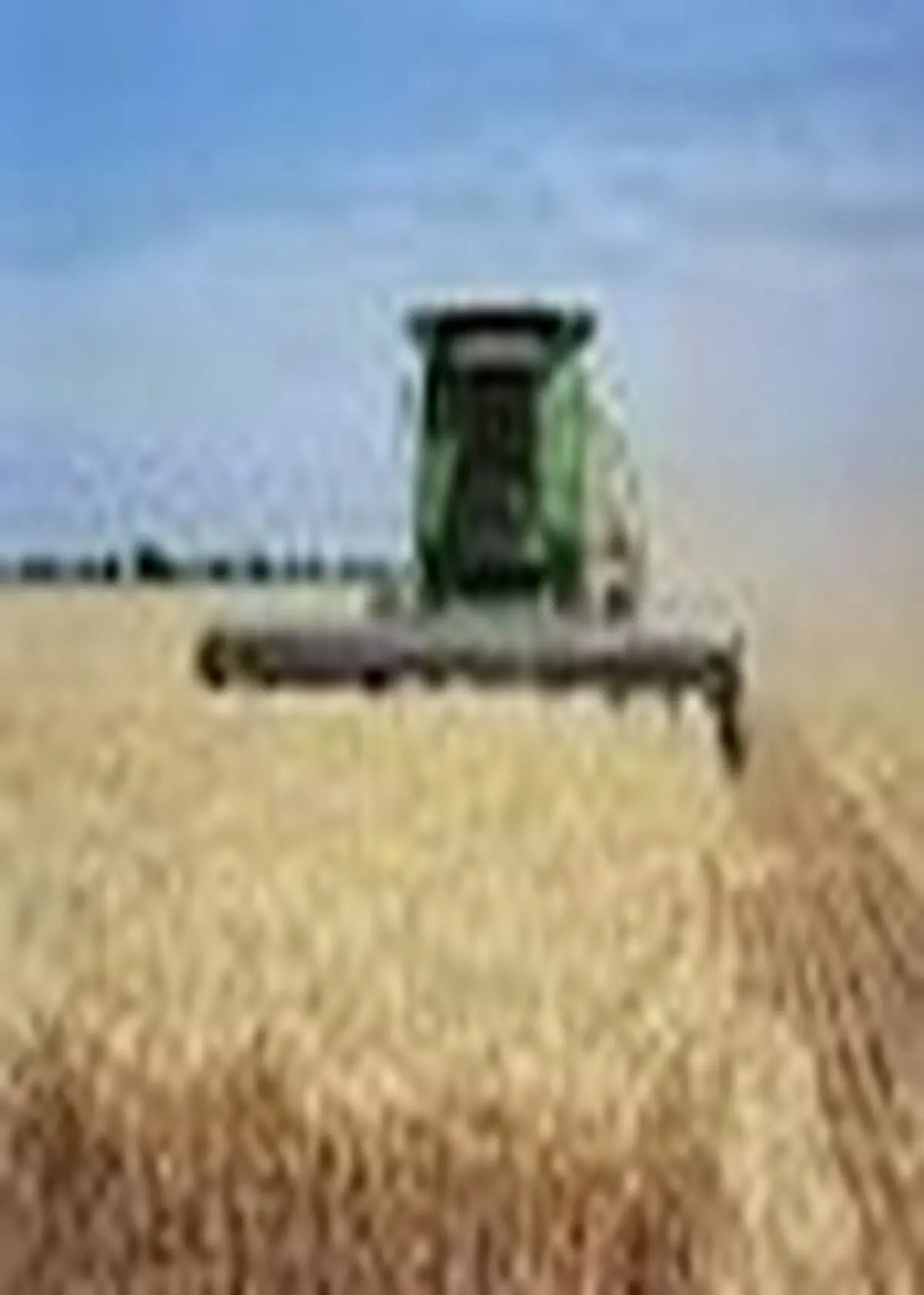 پیش بینی برداشت بیش از ۲۲هزار تن گندم از اراضی زراعی میاندرود
