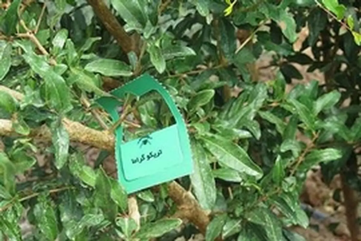 ۱۷۰۰ هکتار از مزارع و باغ‌ها تحت پوشش مبارزه بیولوژیک قرار دارند