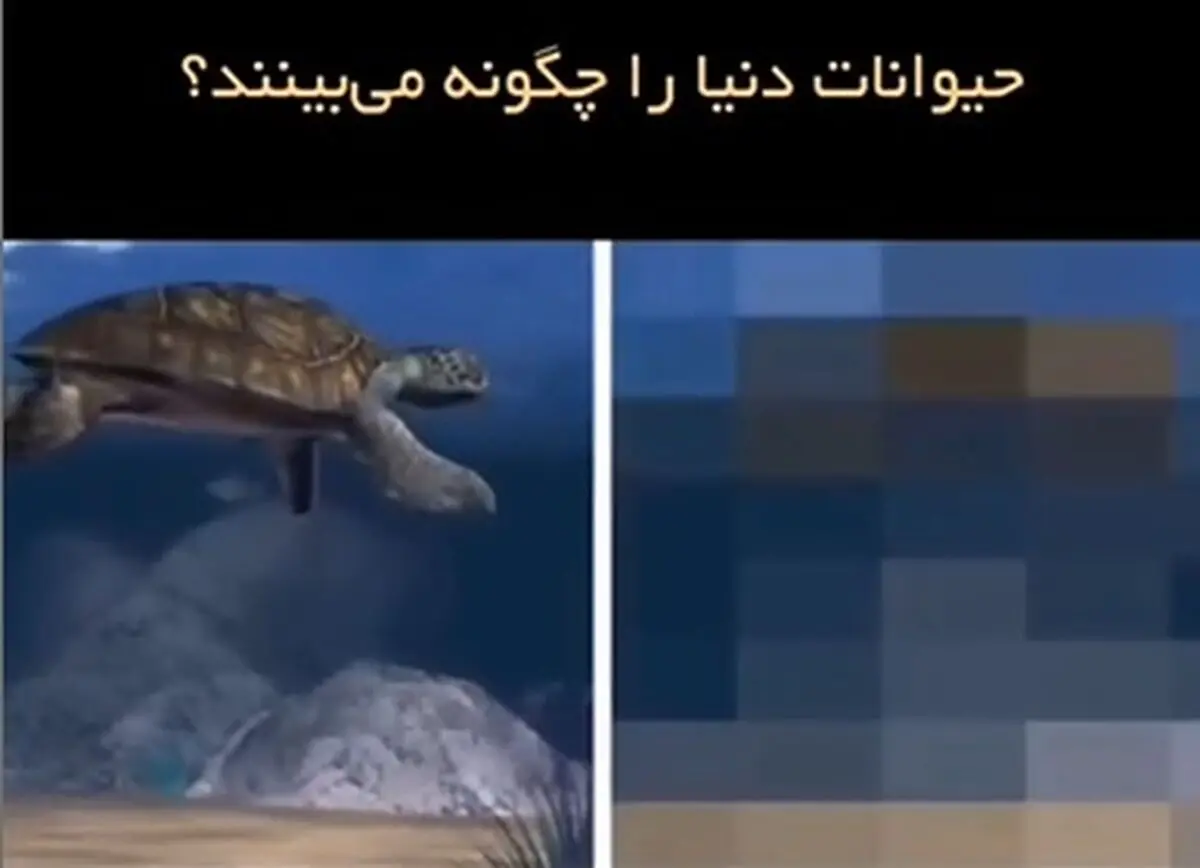 حیوانات دنیا را چگونه می بینند + فیلم