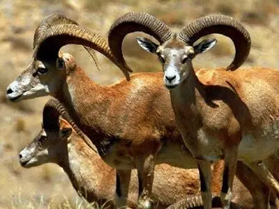 سرشماری پستانداران شاخص در چهارمحال و بختیاری آغاز شد