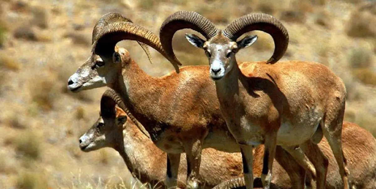 سرشماری پستانداران شاخص در چهارمحال و بختیاری آغاز شد