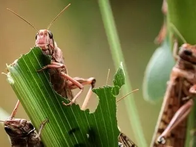 خطر جدی هجوم ملخ‌های صحرایی به جنوب استان کرمان 