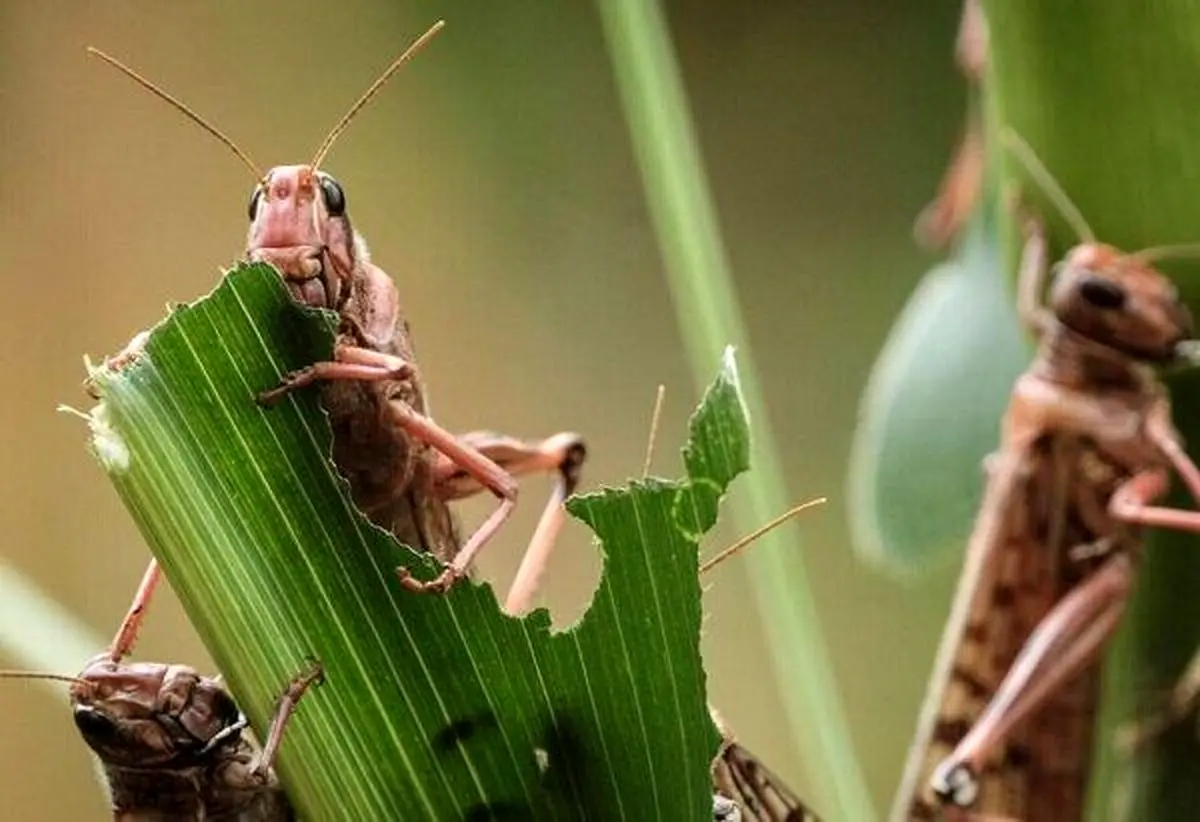 خطر جدی هجوم ملخ‌های صحرایی به جنوب استان کرمان 