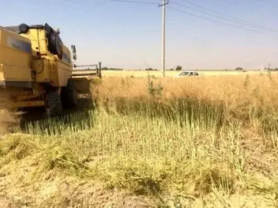 آغاز برداشت کلزا در فارس 