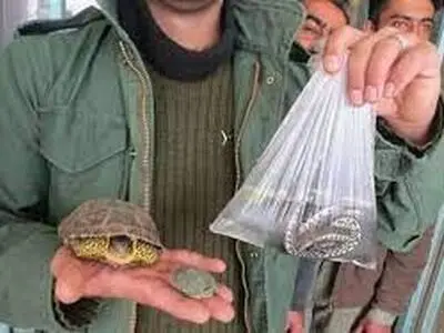 برخورد با خرید و فروش غیر مجاز گونه‌های جانوری در تهران