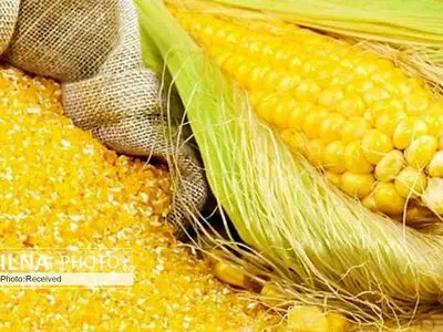 دستور رییس قوه قضائیه برای تعیین تکلیف ۱۳ هزار تن نهاده استراتژیک در معرض فساد در سیلوی پشتیبانی امور دام شهرستان اسدآباد همدان