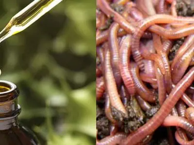 آیا روغن خراطین برای چین و چروک خوبه؟