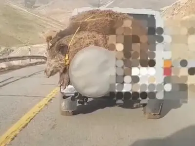 شکارچی غیر مجاز گراز که فیلم آن در شبکه های اجتماعی منتشر شده بود با رصد فضای مجازی دستگیر شد + فیلم