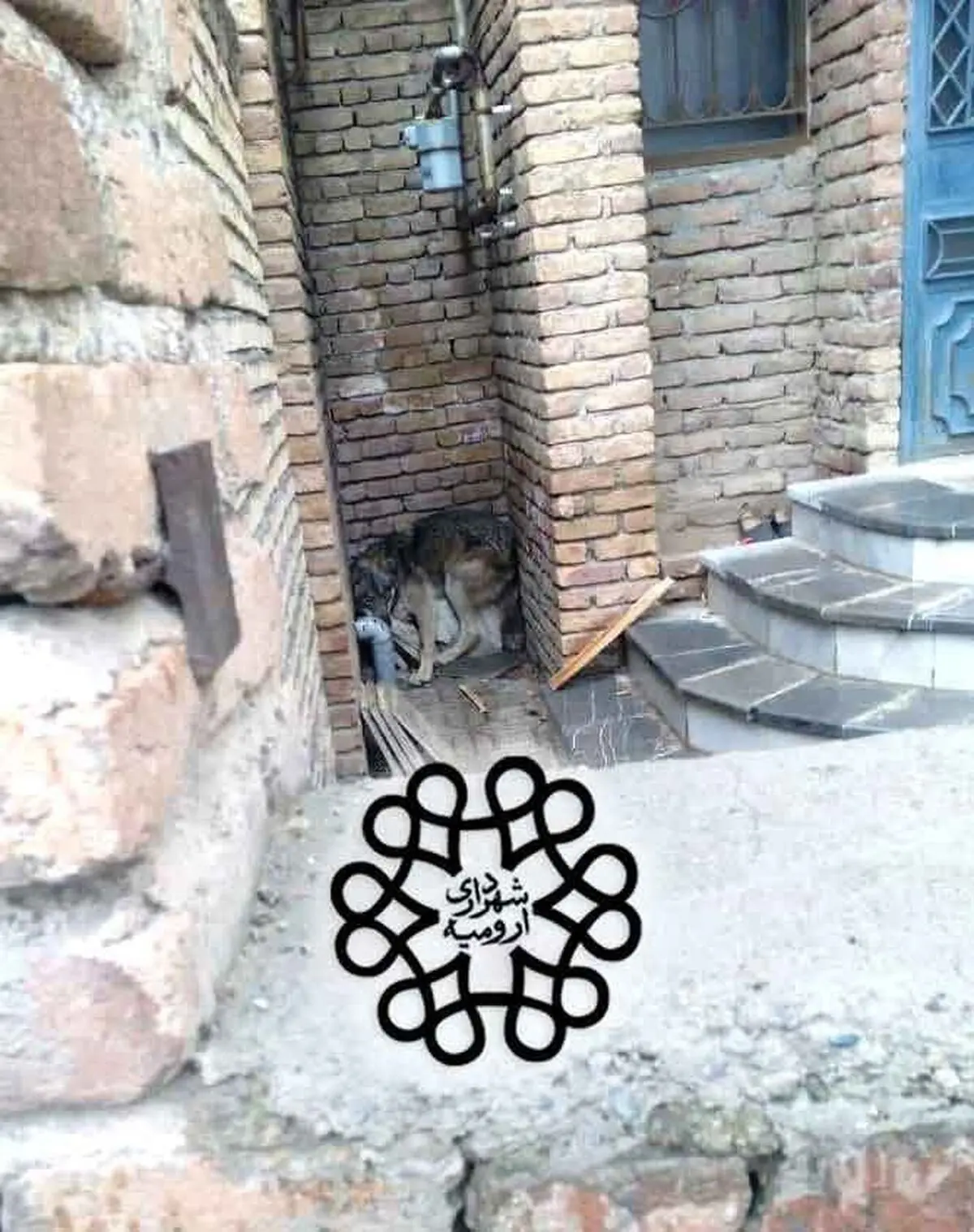 مشاهده شش قلاده گرگ در حاشیه شهر ارومیه/ زنده‌گیری یکی از گرگ‌ها در منزل مسکونی