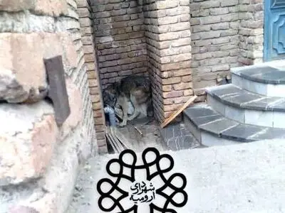 مشاهده شش قلاده گرگ در حاشیه شهر ارومیه/ زنده‌گیری یکی از گرگ‌ها در منزل مسکونی