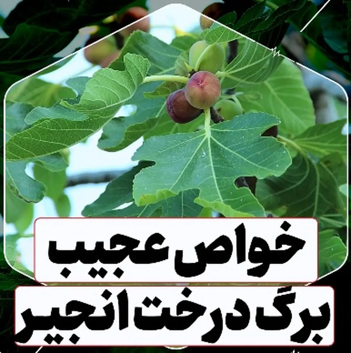 خواص عجیب برگ درخت انجیر! + فیلم