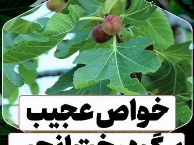 خواص عجیب برگ درخت انجیر! + فیلم